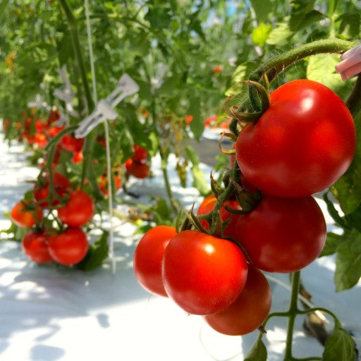 離島の恵み宝石箱 厳選高糖度トマト - 壱岐の潮風「あま壱岐」オンラインショップ