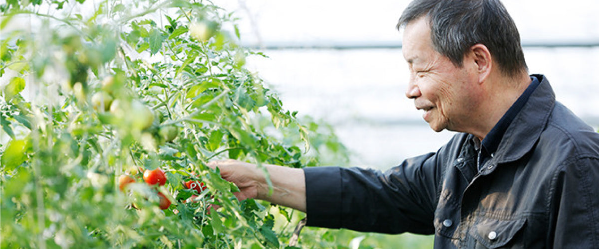 とまと購入ページ 埼玉県産イオン農場 まるまる赤トマト極 450g 4個 1パック Green